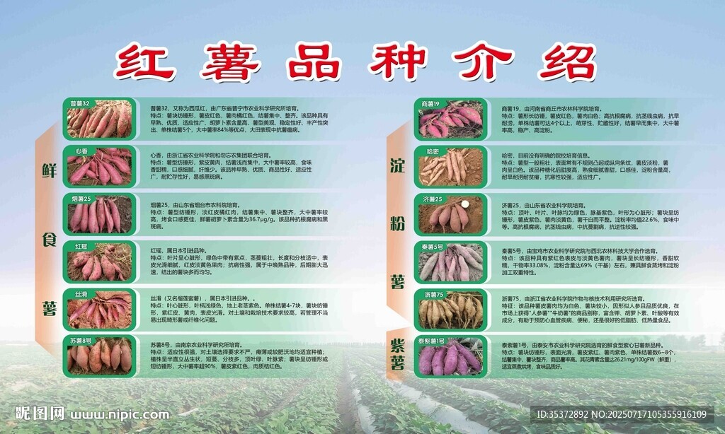 紅薯品種介紹
