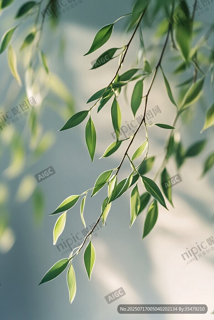 嫩綠柳枝映光影