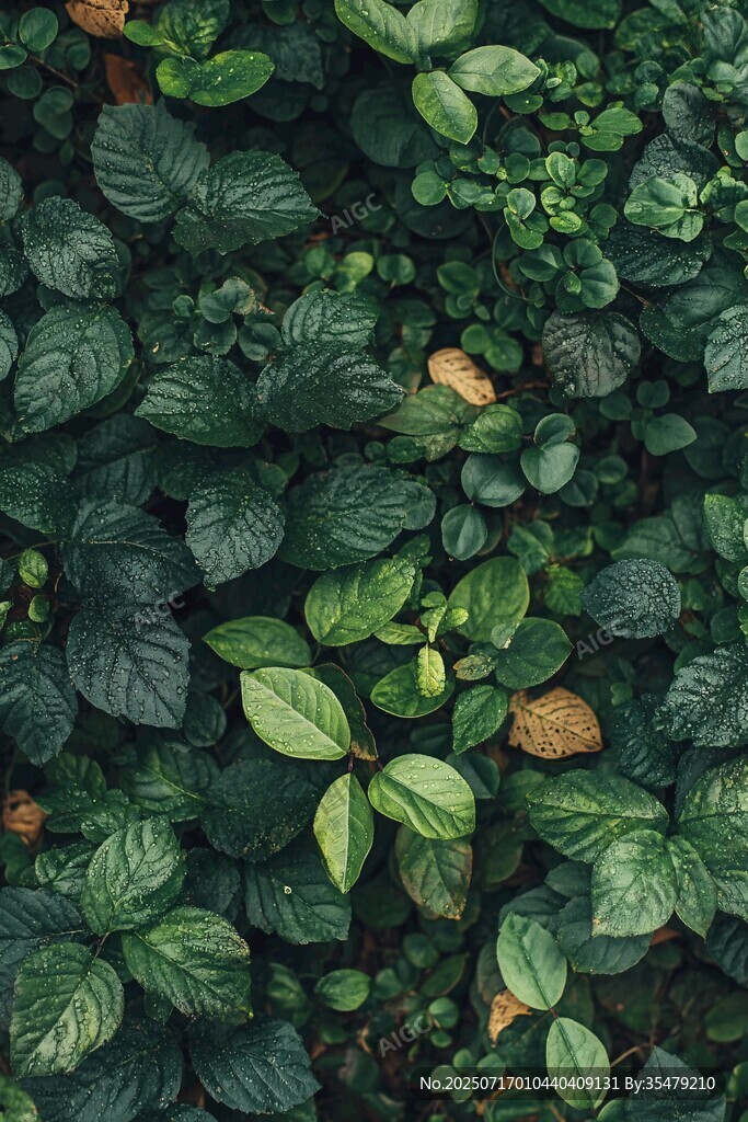 翠綠繁茂的植物葉片特寫