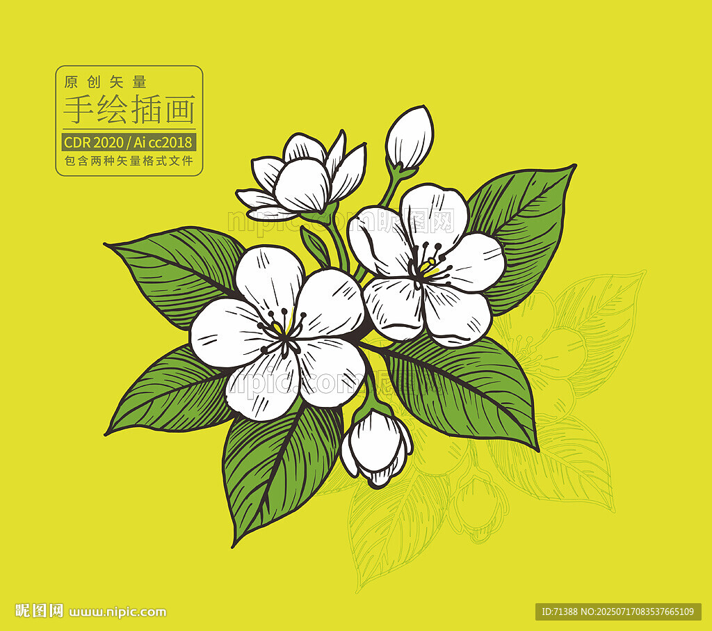 茉莉花手繪插畫
