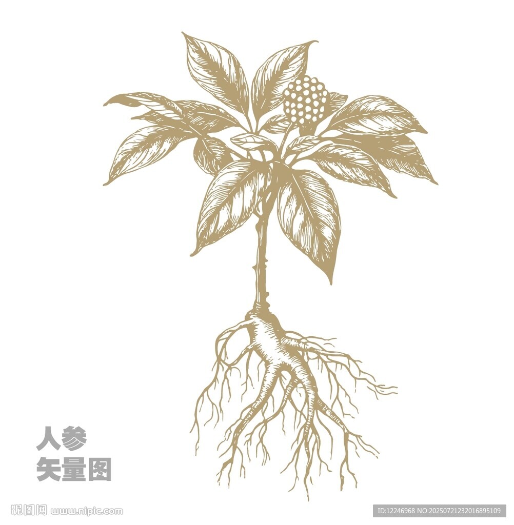 人參植物插畫