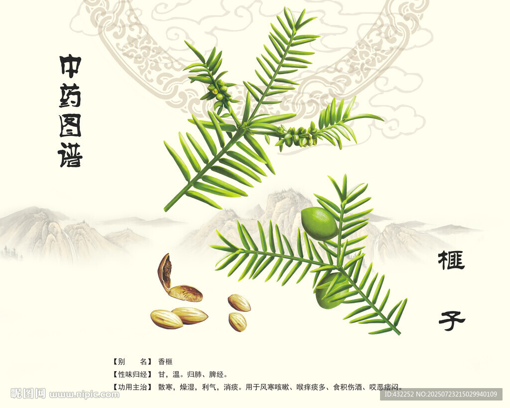 中藥榧子展示圖