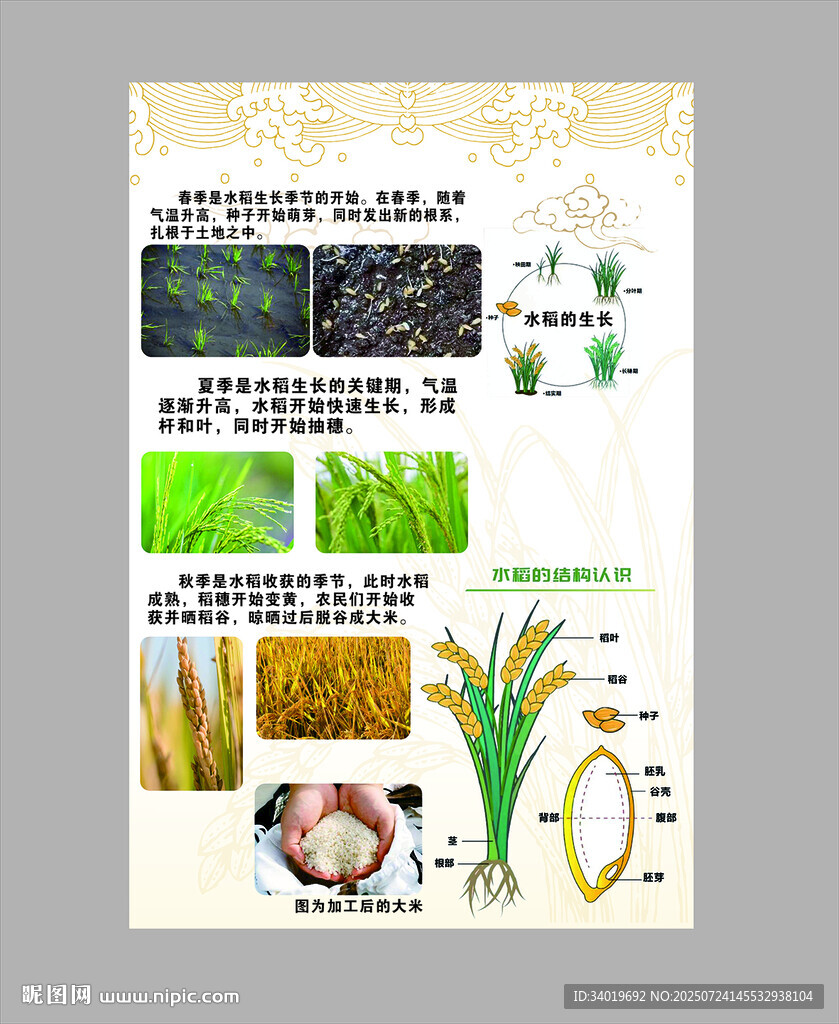 農(nóng)業(yè)作物展示