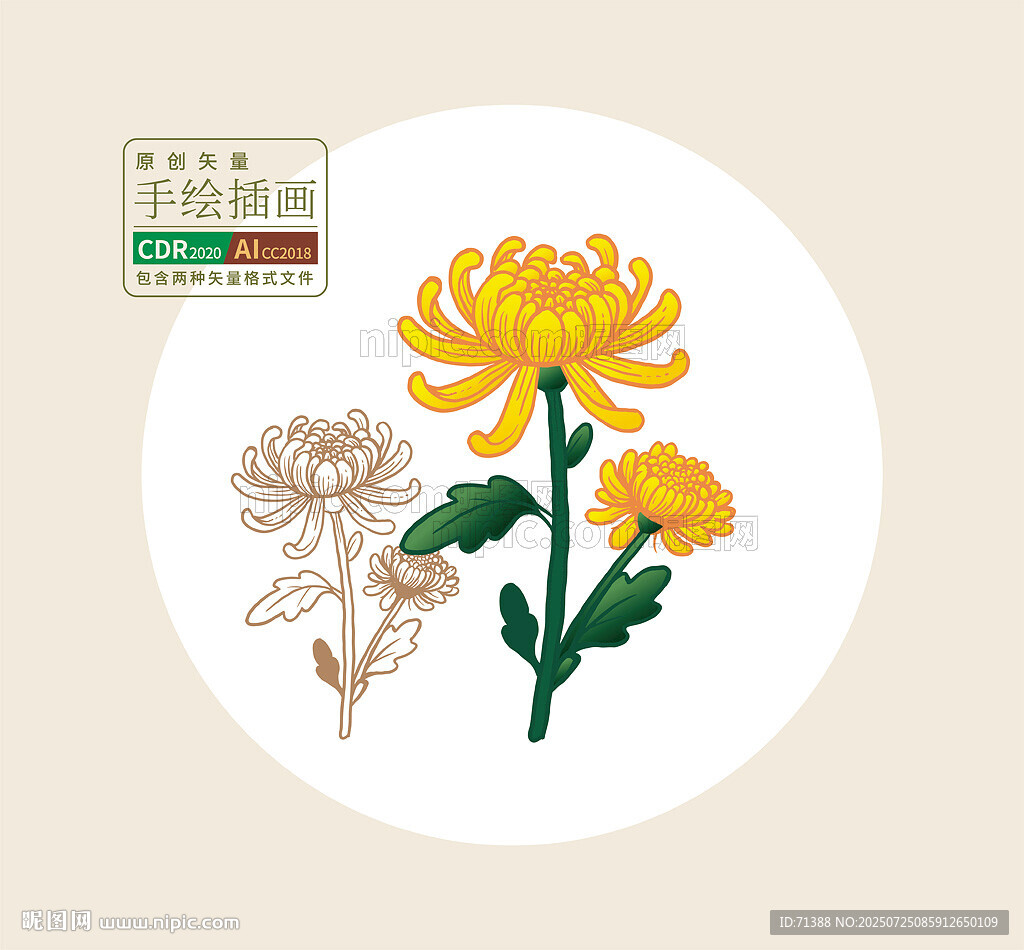 手繪矢量菊花圖