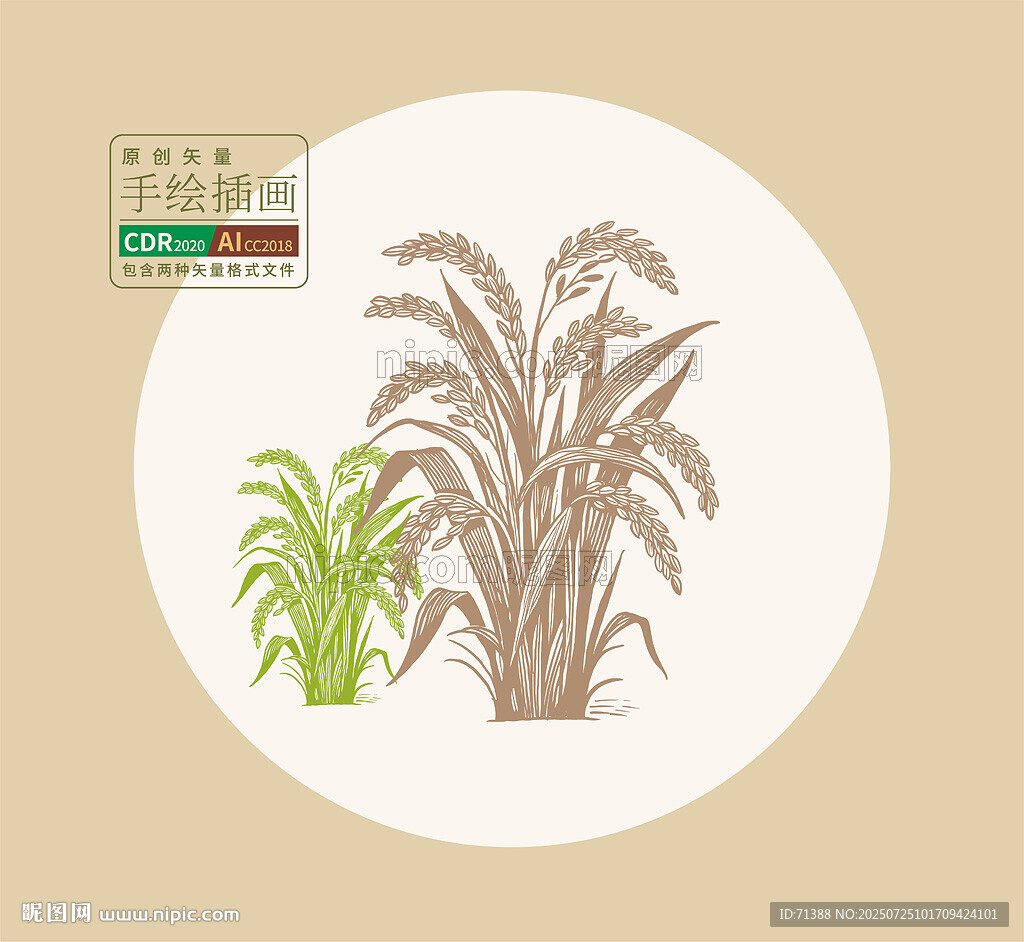 矢量手繪水稻稻谷插畫