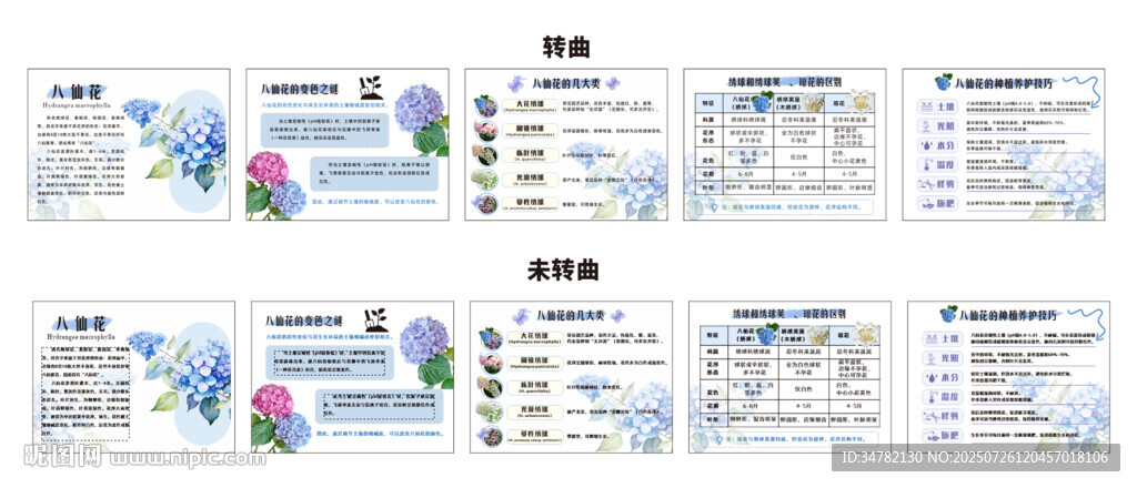 繡球花