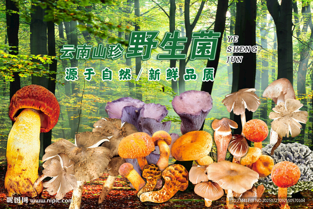 云南野生菌廣告