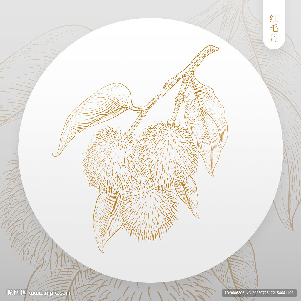 紅毛丹