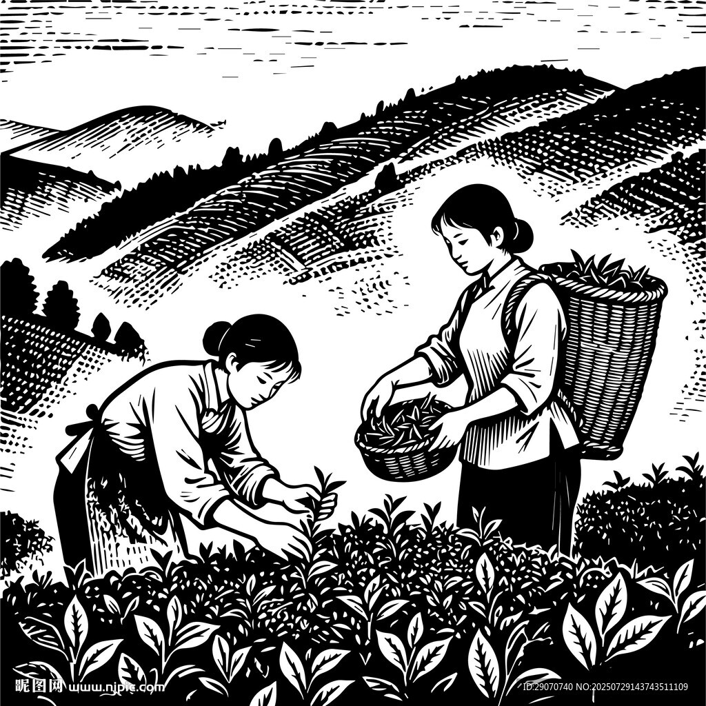 采茶女插畫