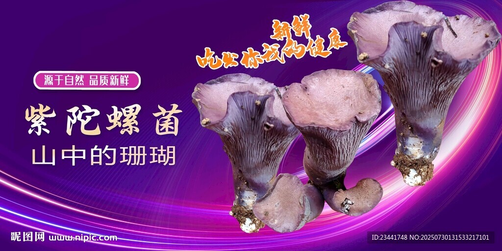 紫陀螺菌
