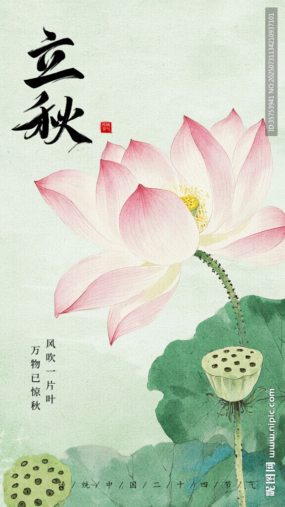 立秋時節(jié)綻放的嬌艷荷花