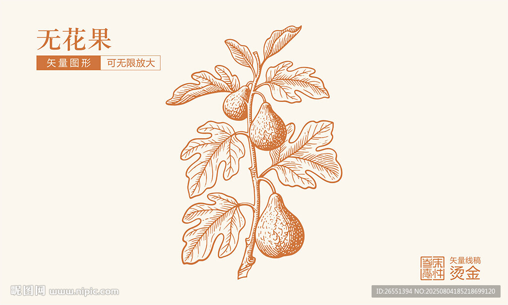手繪無(wú)花果植物插畫