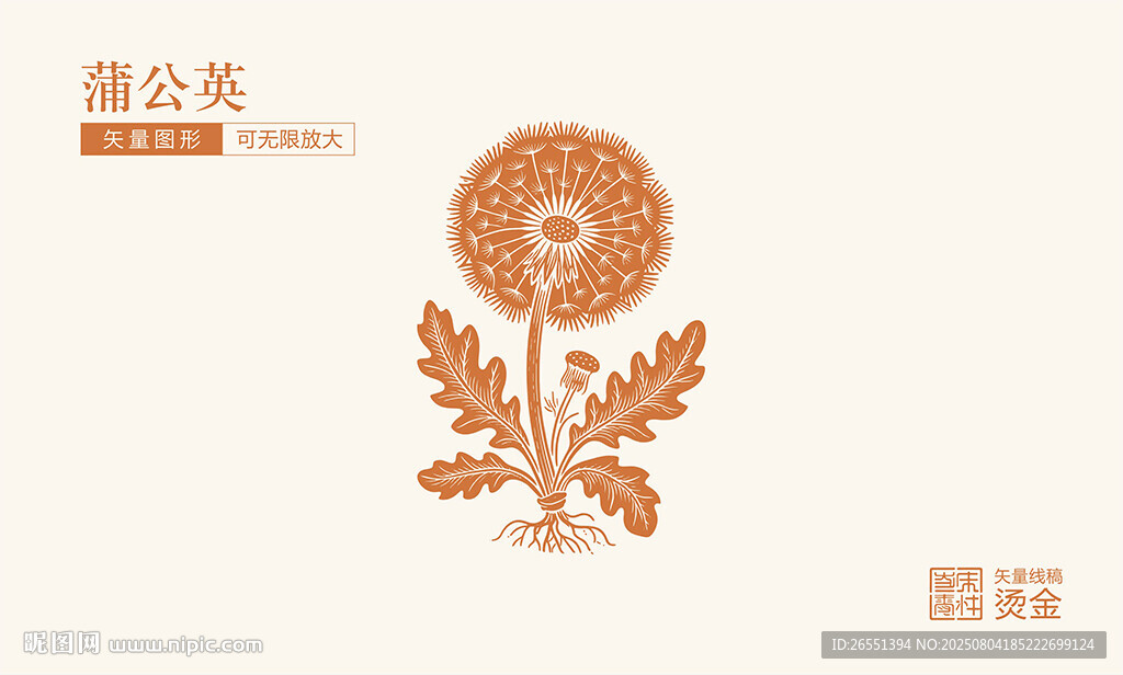 蒲公英