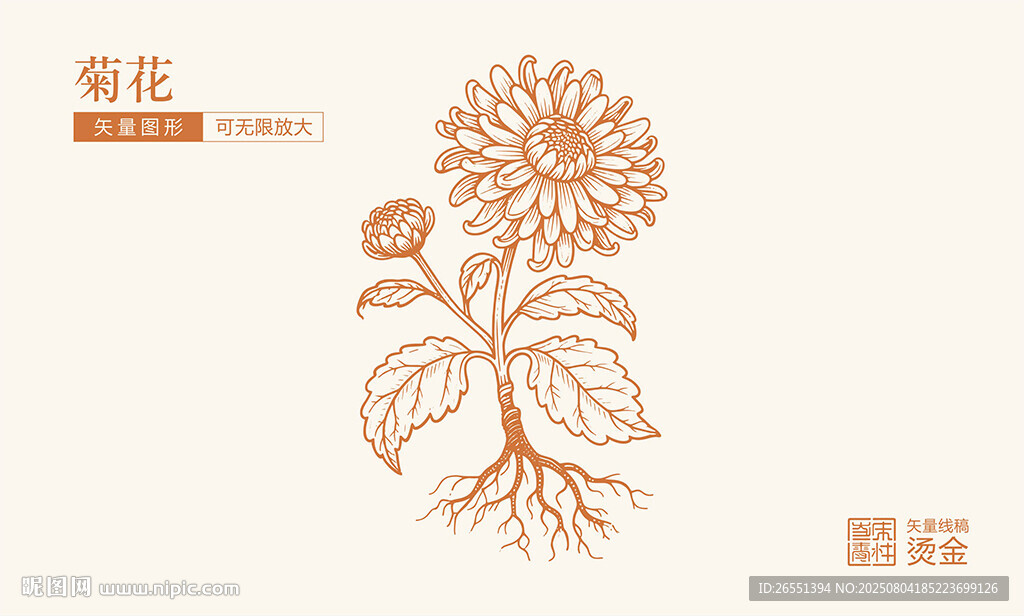 菊花