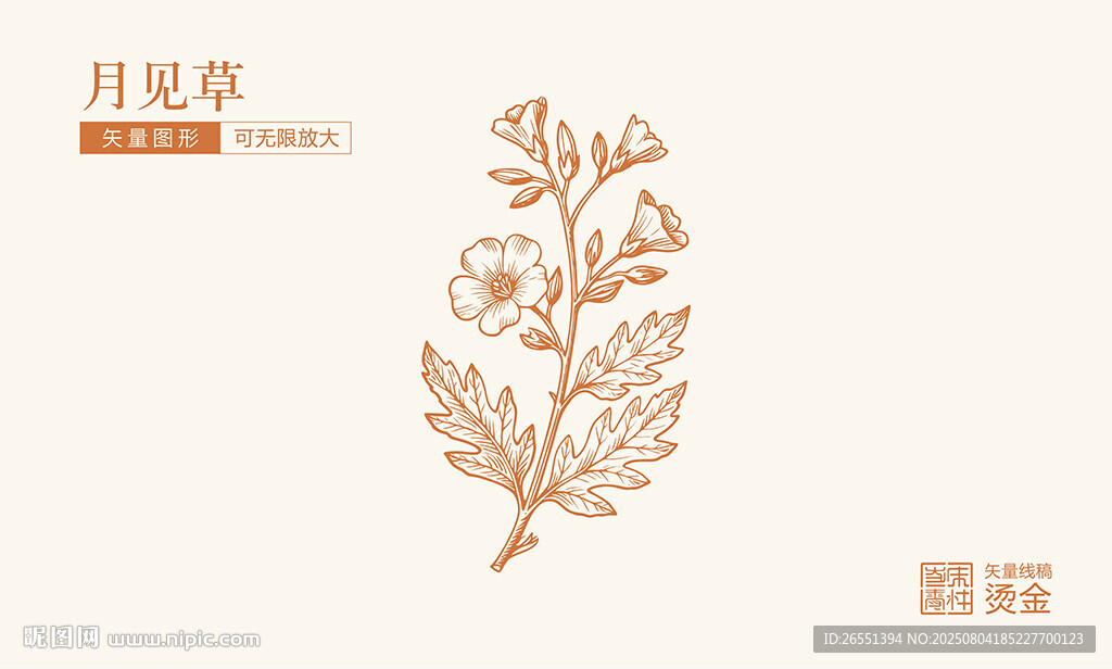 月見草