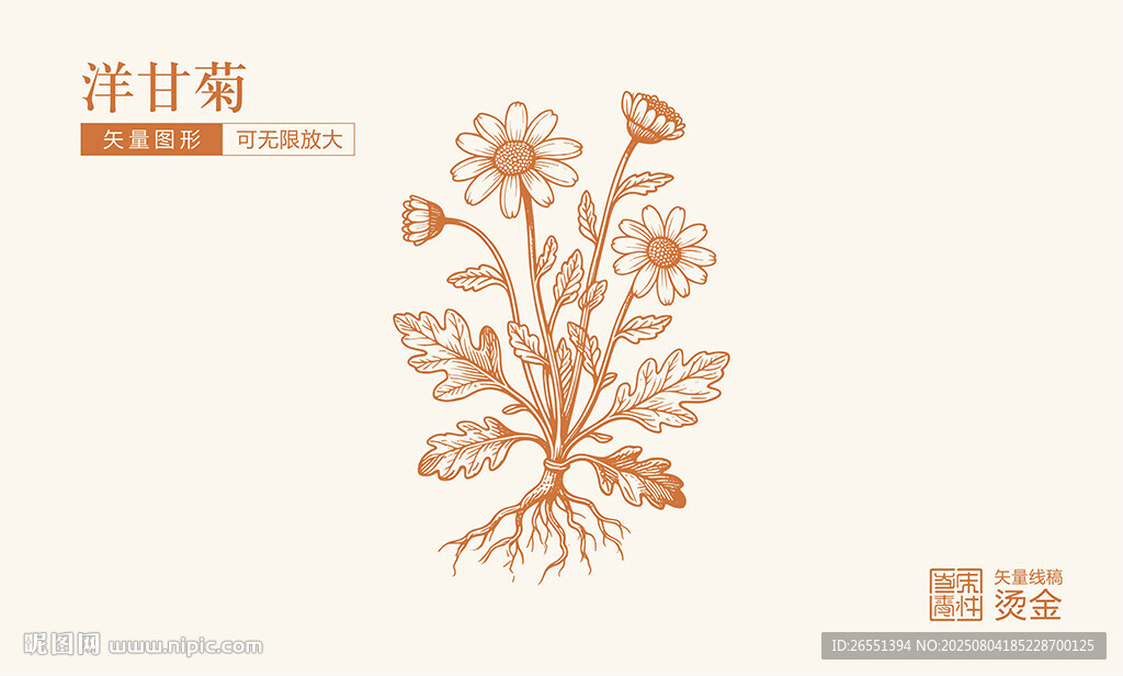 洋甘菊