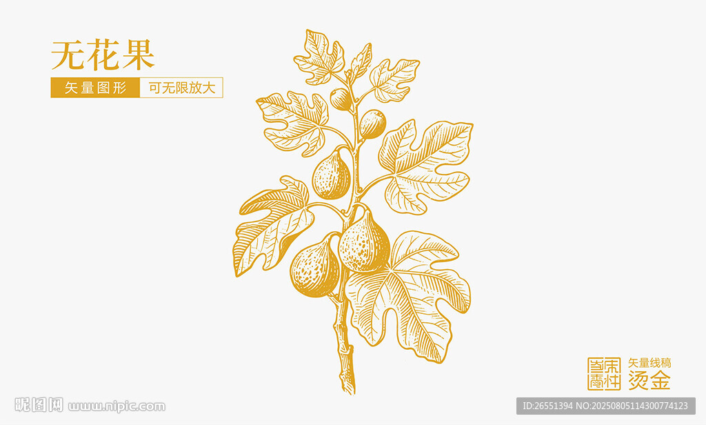 金色無(wú)花果插畫(huà)