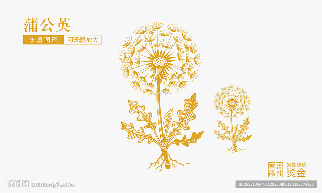 蒲公英