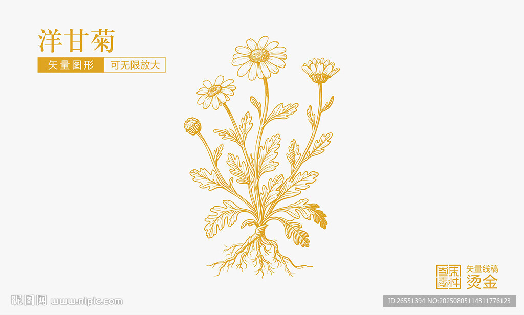 洋甘菊