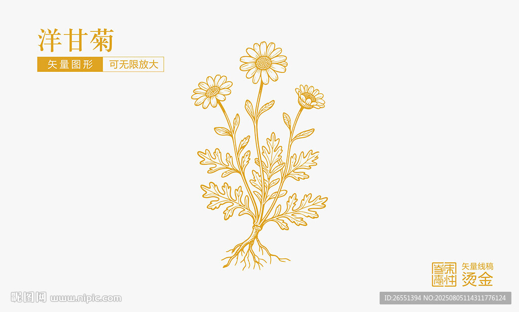 洋甘菊