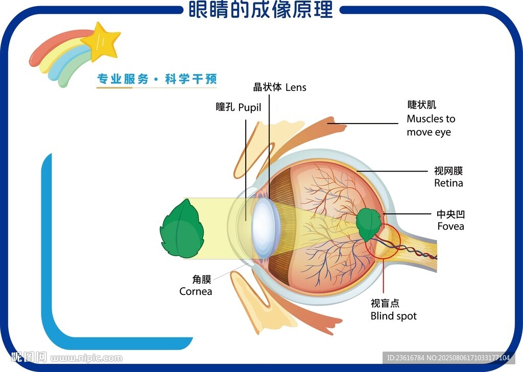眼睛的成像原理