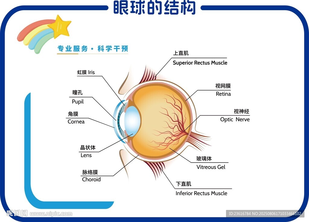 眼球的結(jié)構(gòu)