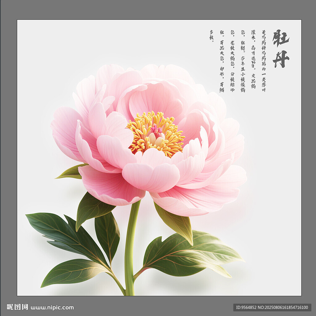 粉色牡丹