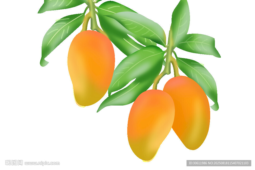 芒果插畫(huà)