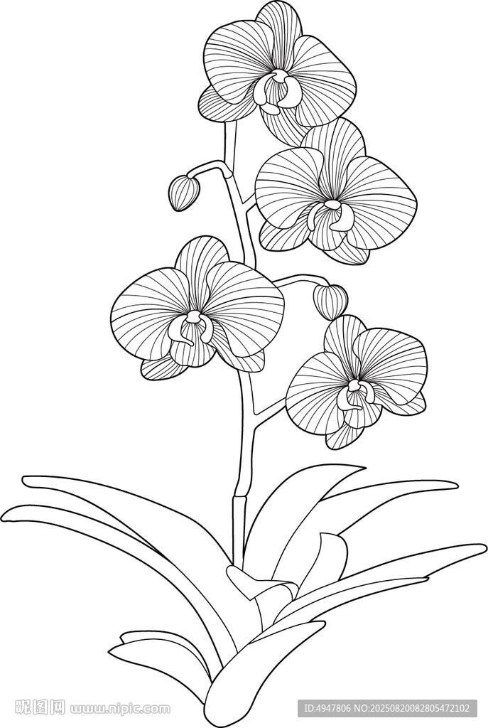 蝴蝶蘭 矢量圖 蘭花