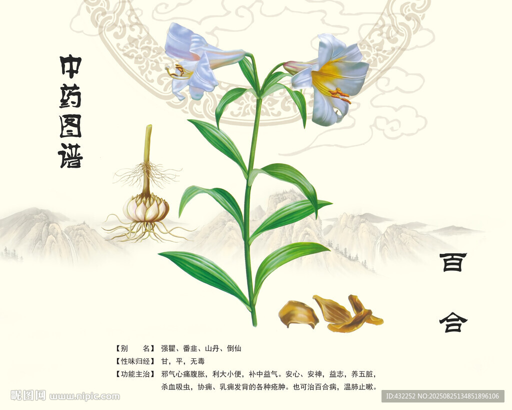 中藥百合植物圖示