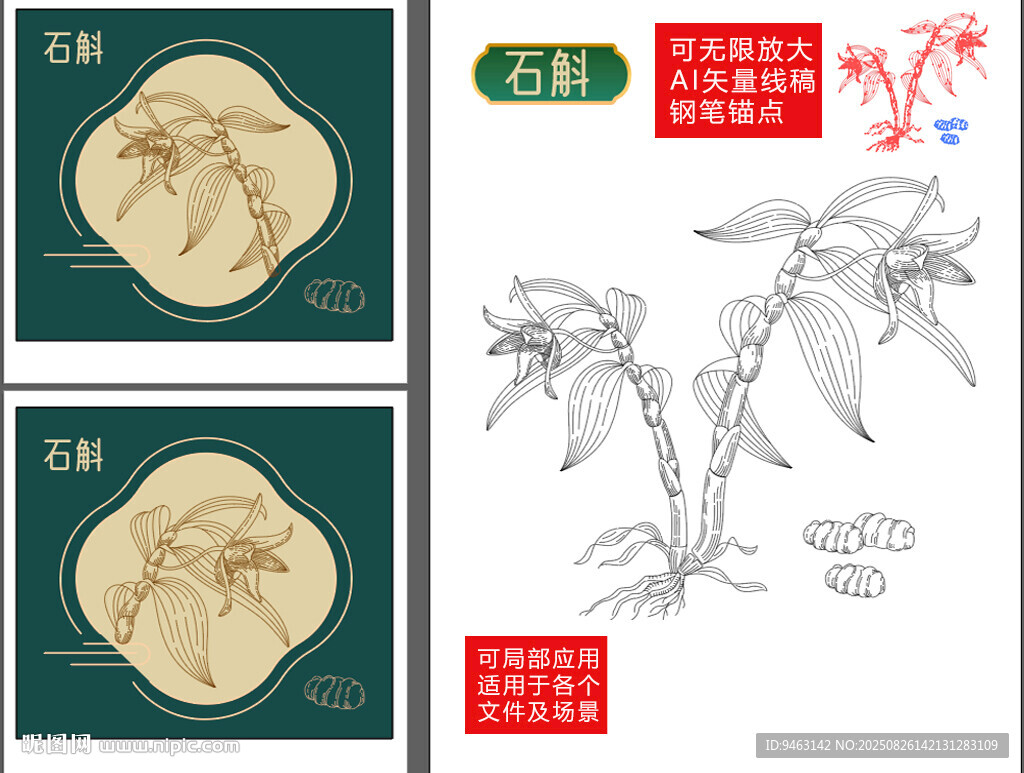 養(yǎng)生藥材鐵皮石斛手繪