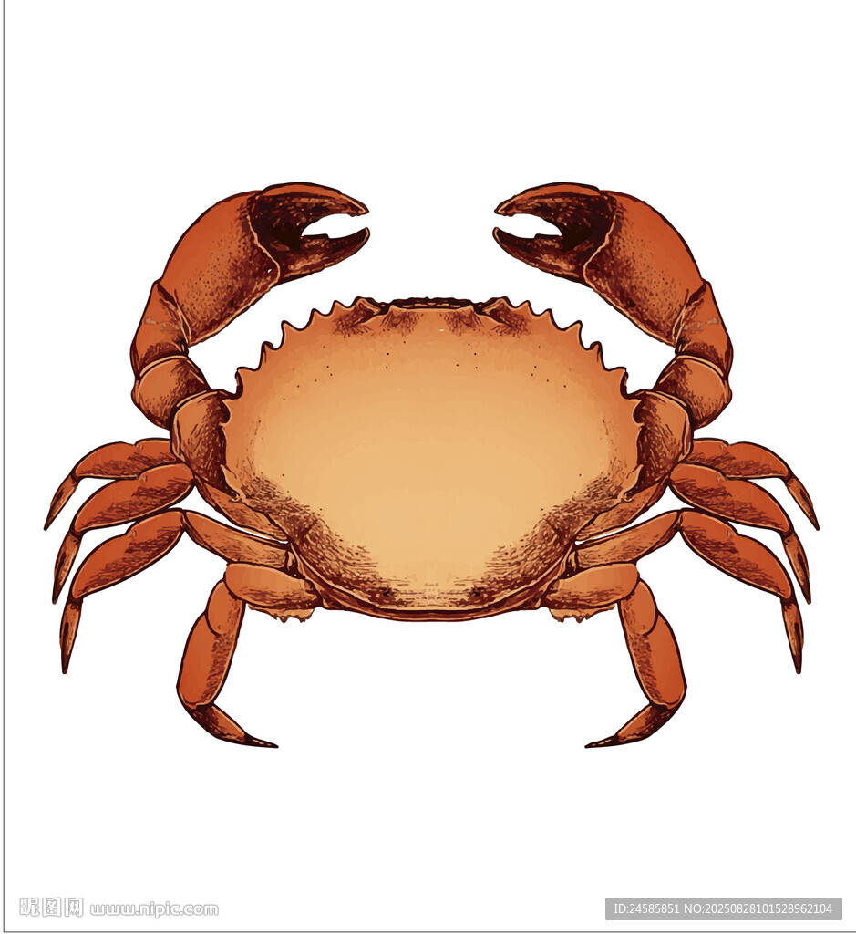 一只螃蟹的精美插畫