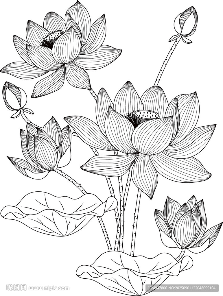 白描荷花圖 矢量圖