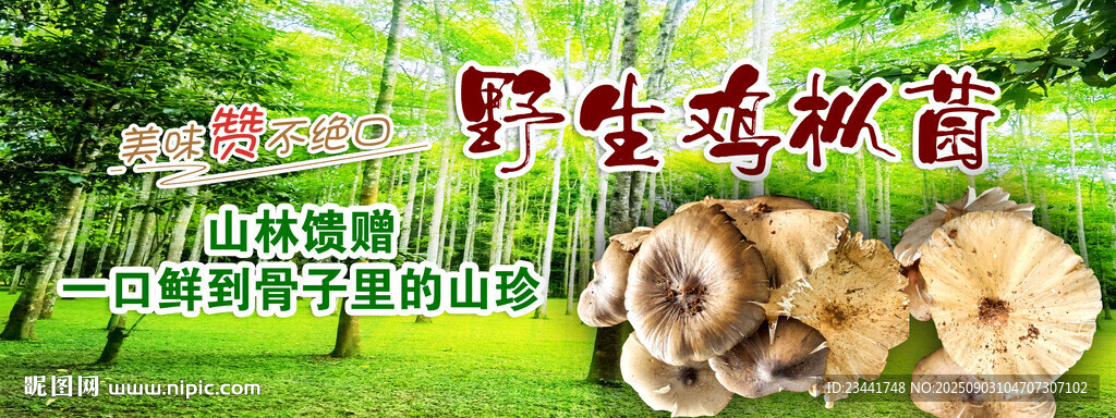 野生雞樅菌