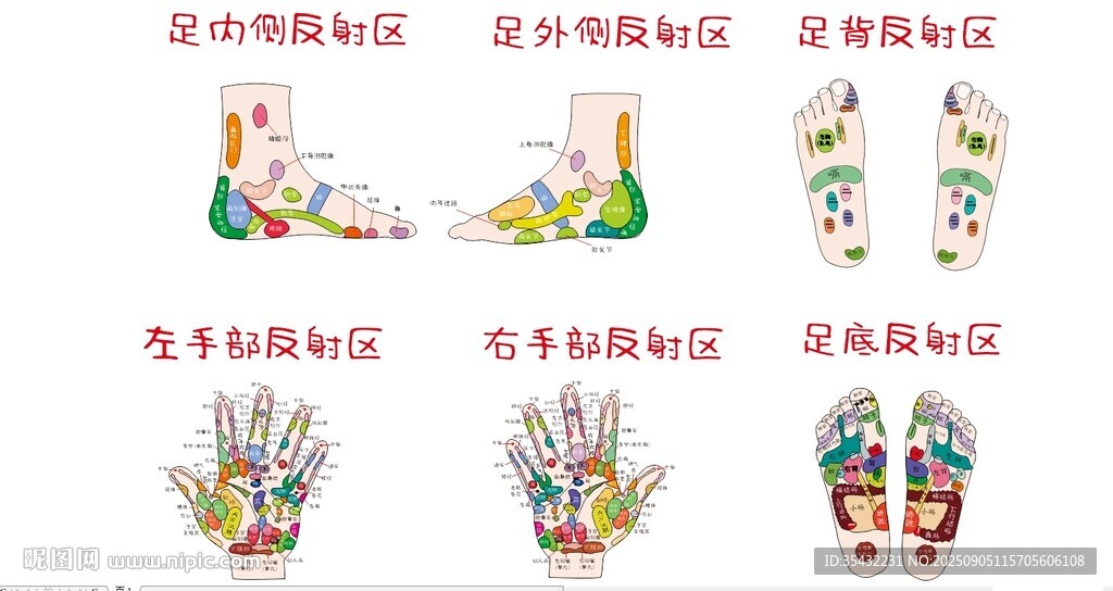 手足部反射區(qū)矢量圖高清