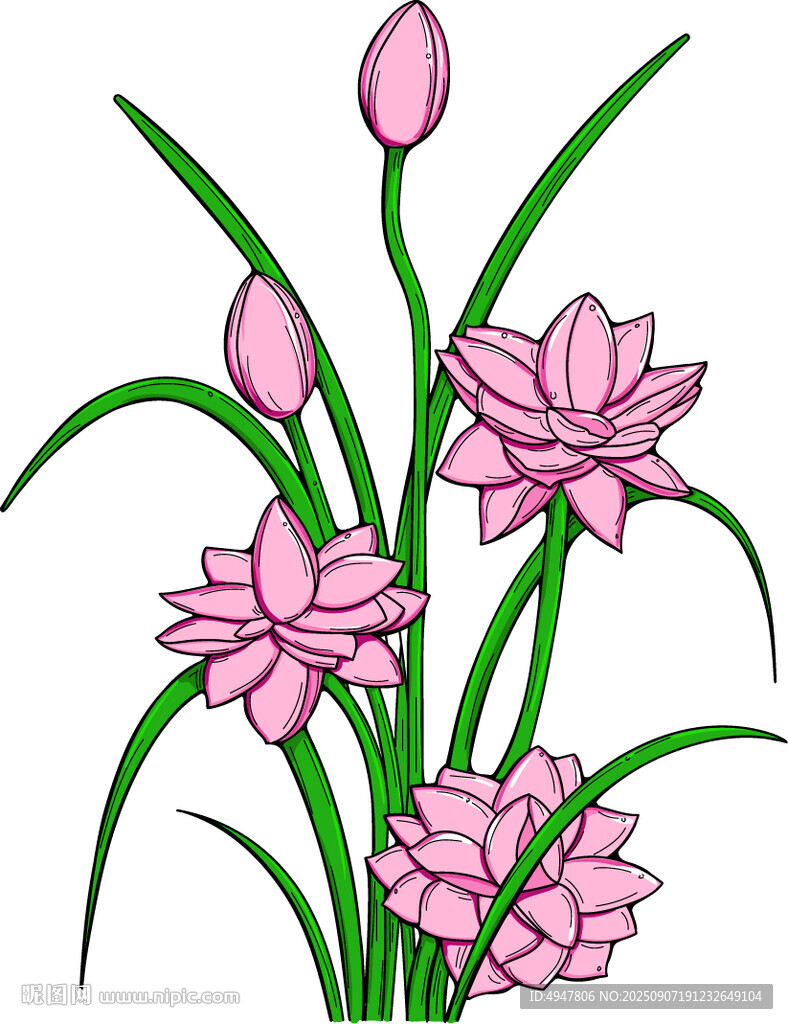 手繪粉色蓮花插畫 矢量圖
