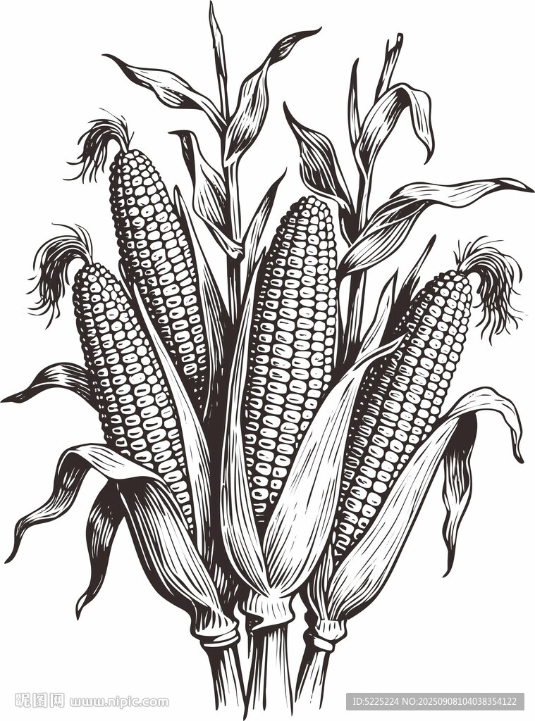 玉米插畫