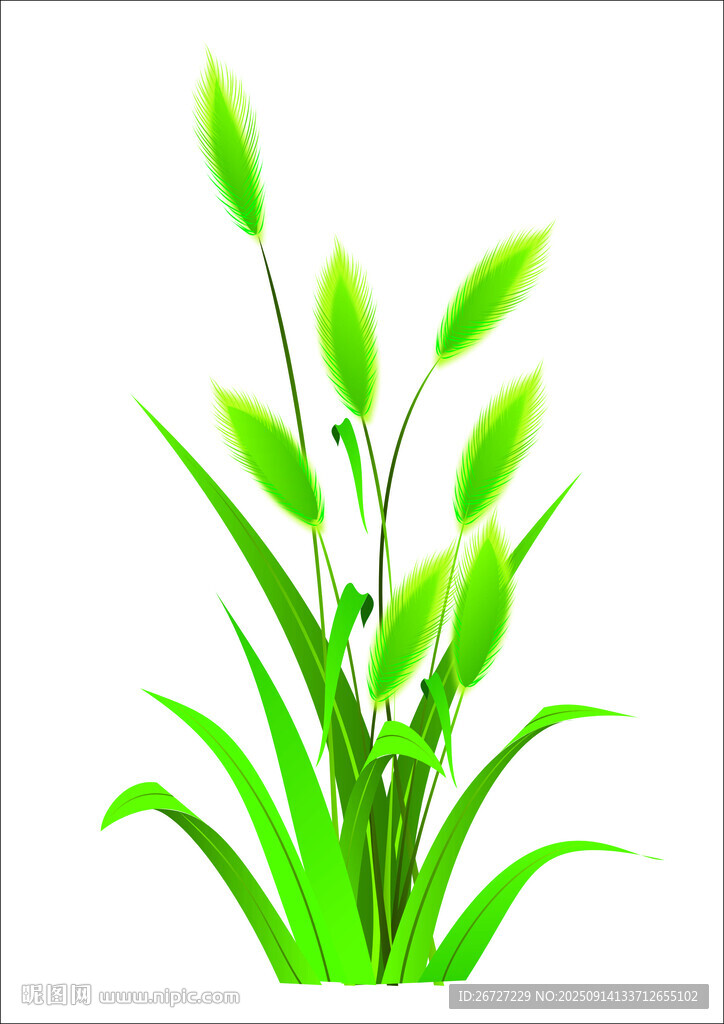 狗尾巴草