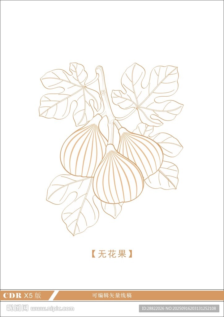 無花果素材線稿