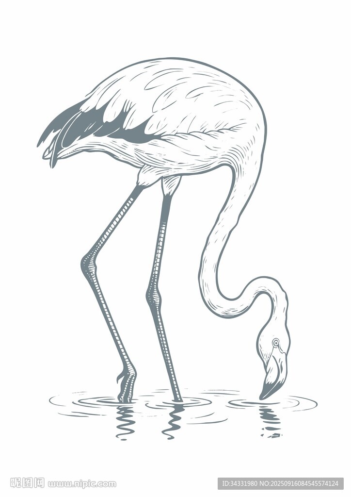 火烈鳥