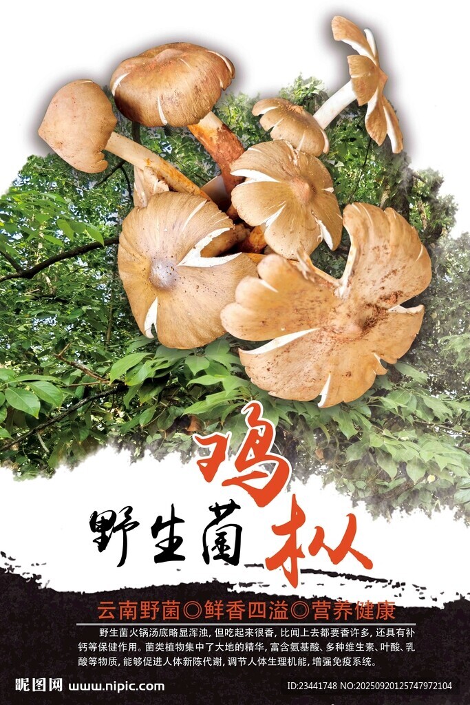 雞樅菌