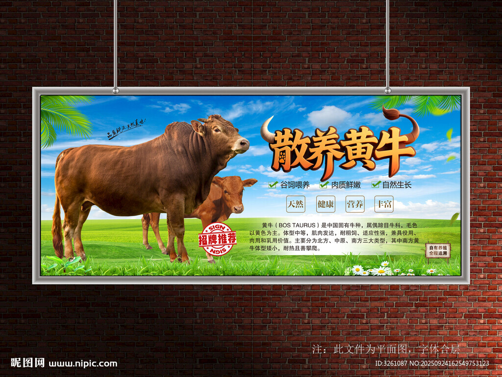 散養(yǎng)黃牛展板
