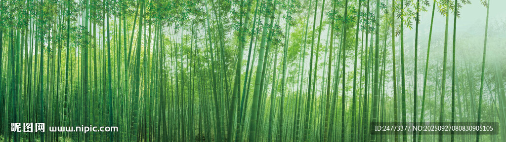 竹林