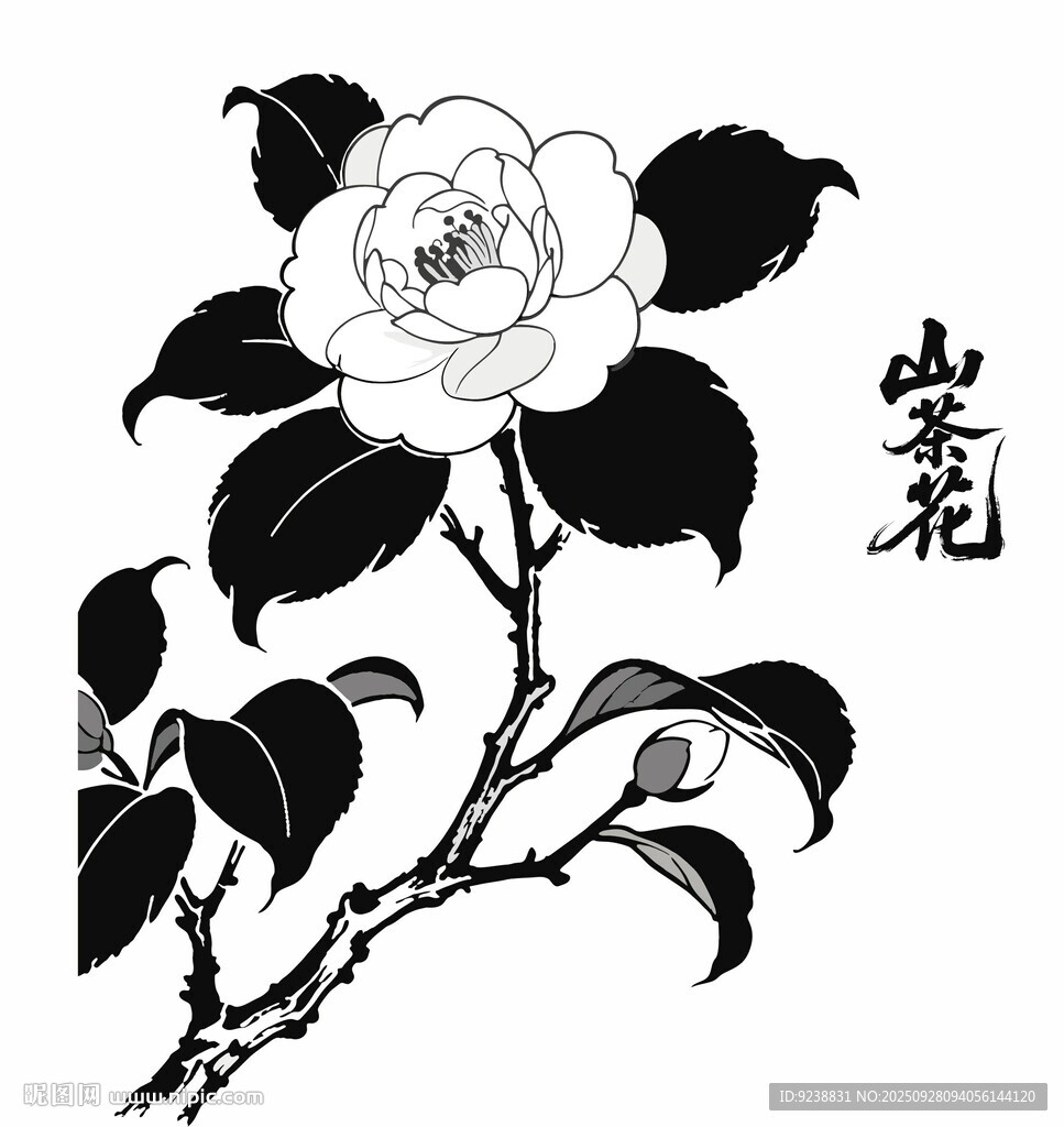 山茶花插畫