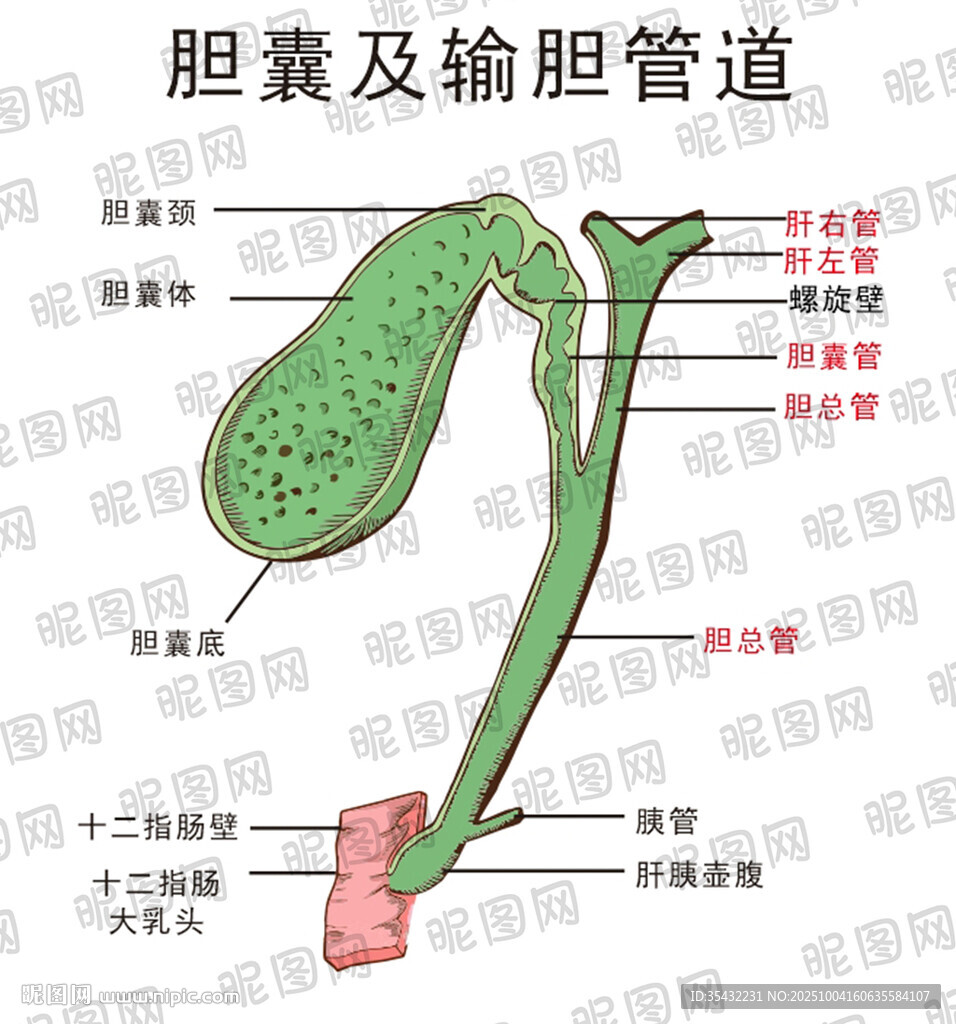 膽囊及輸膽管道解剖圖