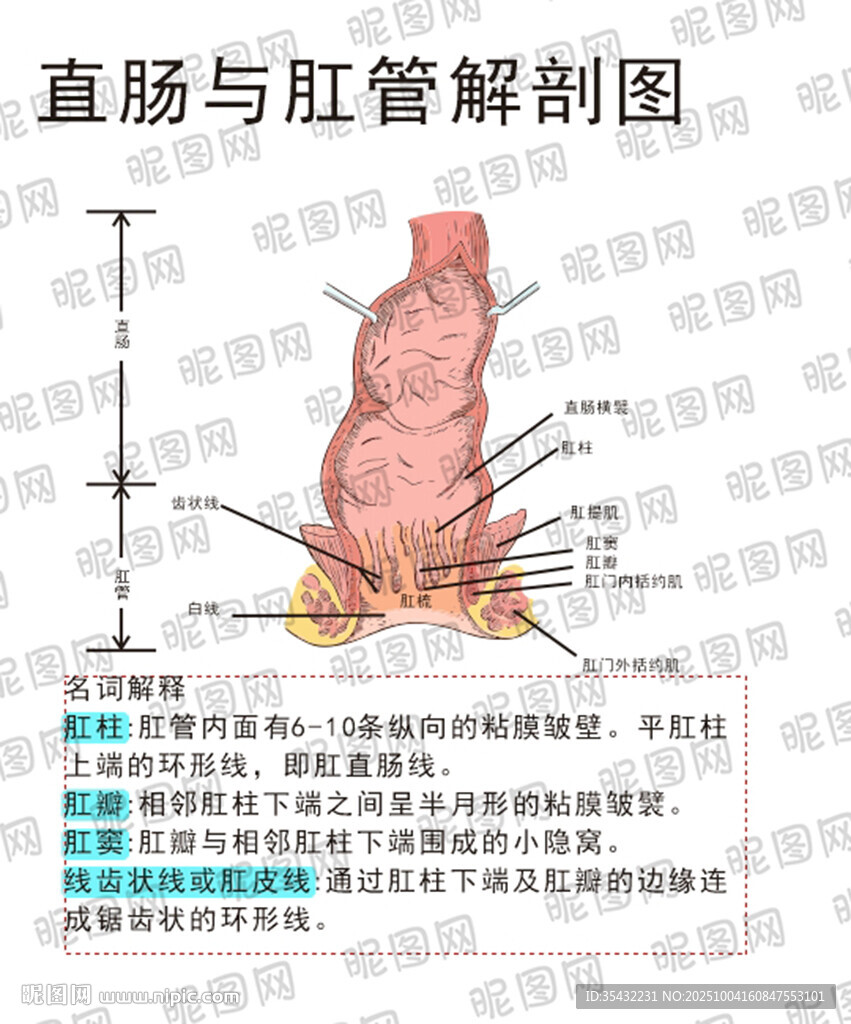 直腸解剖結(jié)構(gòu)圖展示