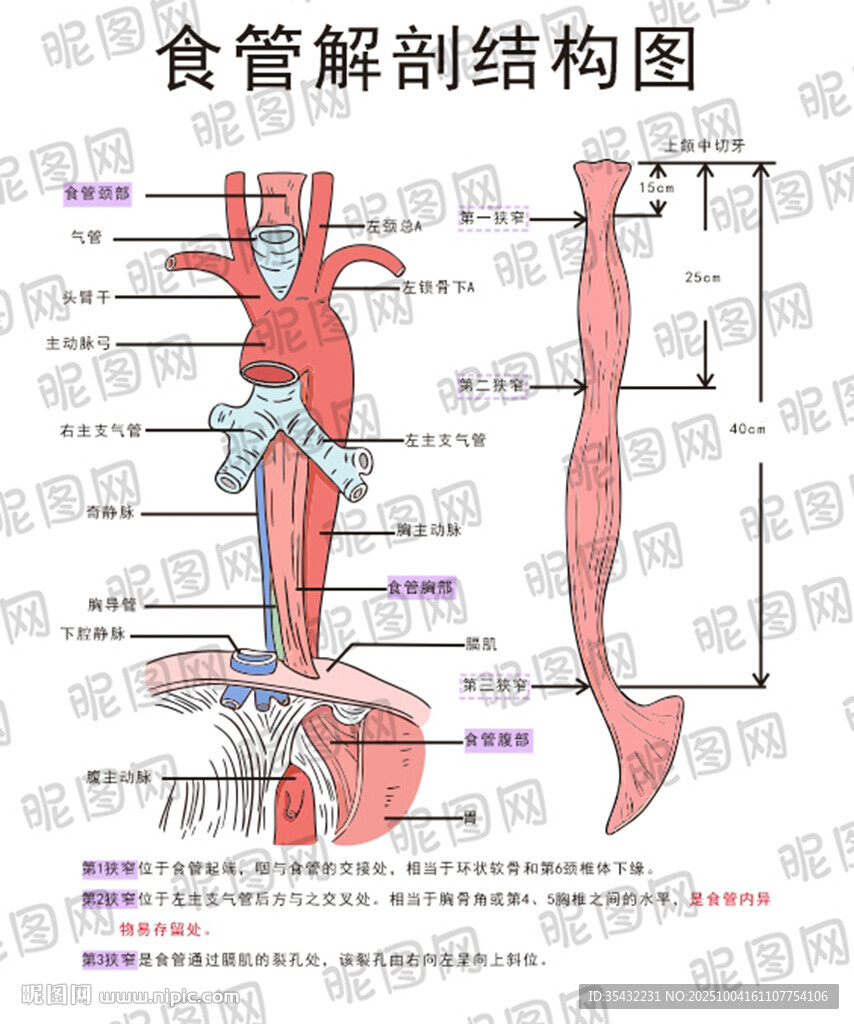 食管解剖結(jié)構(gòu)圖展示