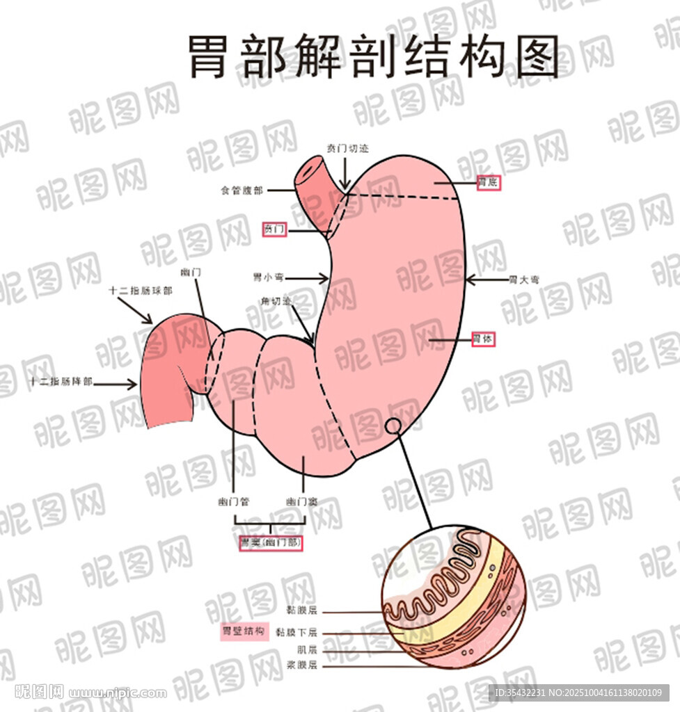 胃部解剖結(jié)構(gòu)圖展示