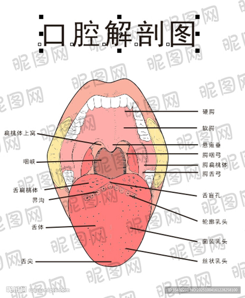 口腔解剖示意圖
