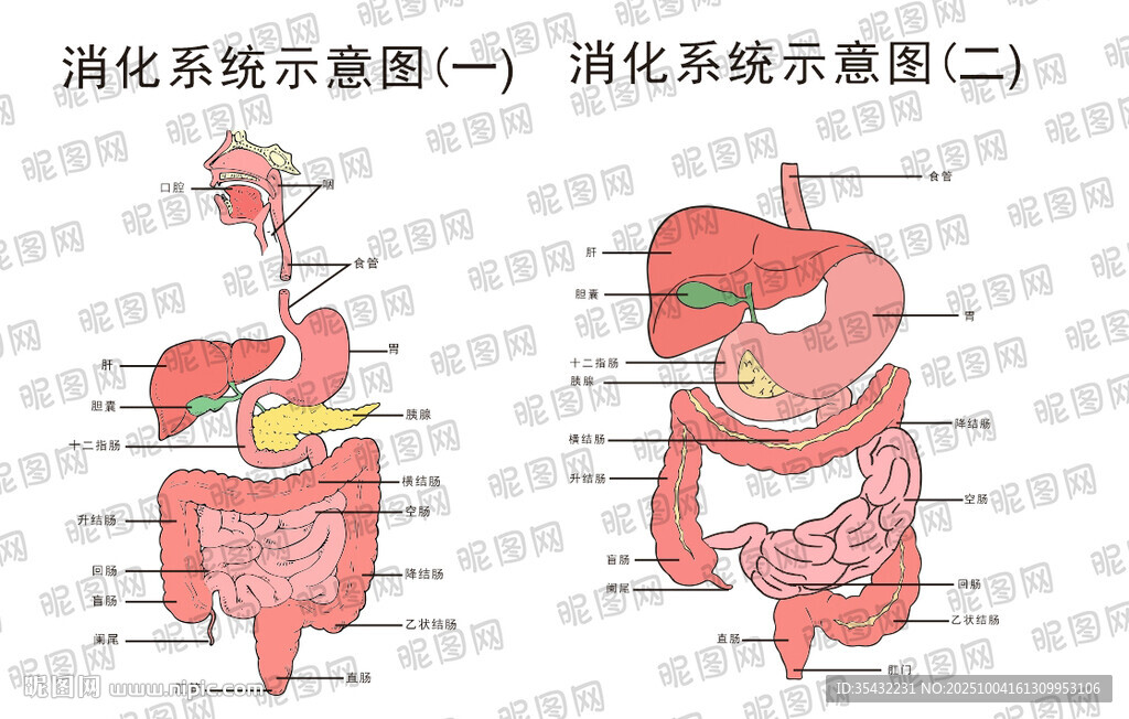 消化系統(tǒng)示意圖展示